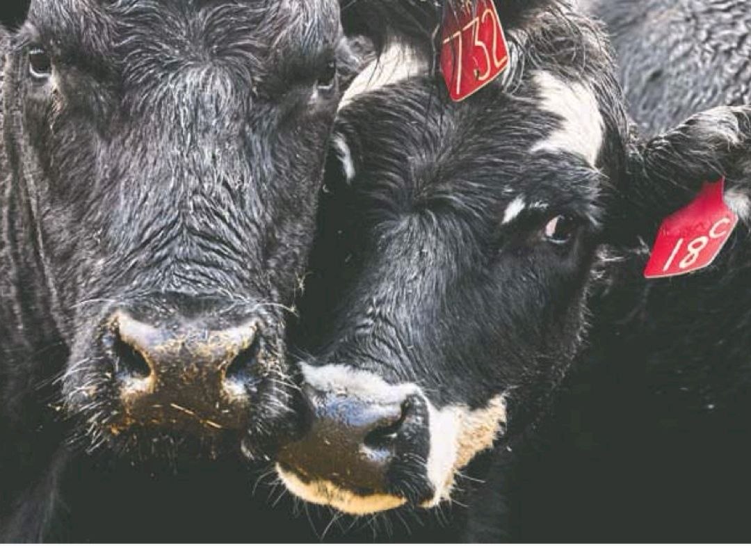 Трамп обвиняет мясные корпорации в росте цен — повторяя тактику Байдена