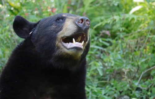 Регулируемая охота возвращается: Флорида открыла сезон на медведя