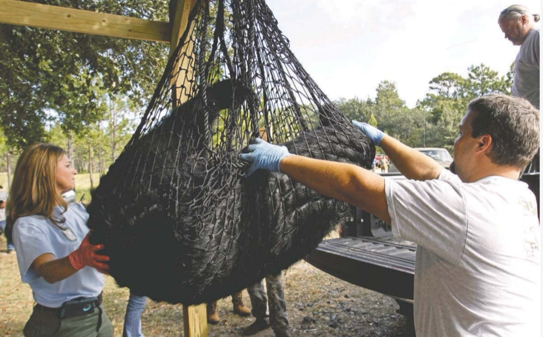 Охота вполсилы: во Флориде застрелили 52 медведя вместо 172