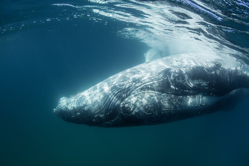 Тайны яичников: замедление старения