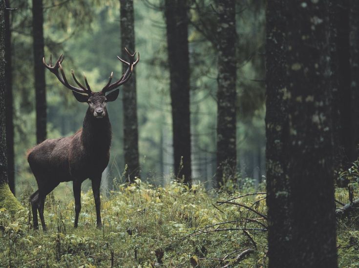 Англия готовит масштабный отстрел оленей